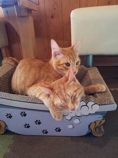 IMG_20201206_131734.jpg