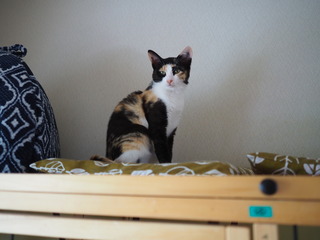 P5130021.JPG