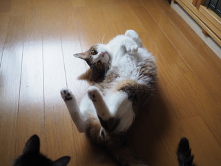 P7110042.JPG